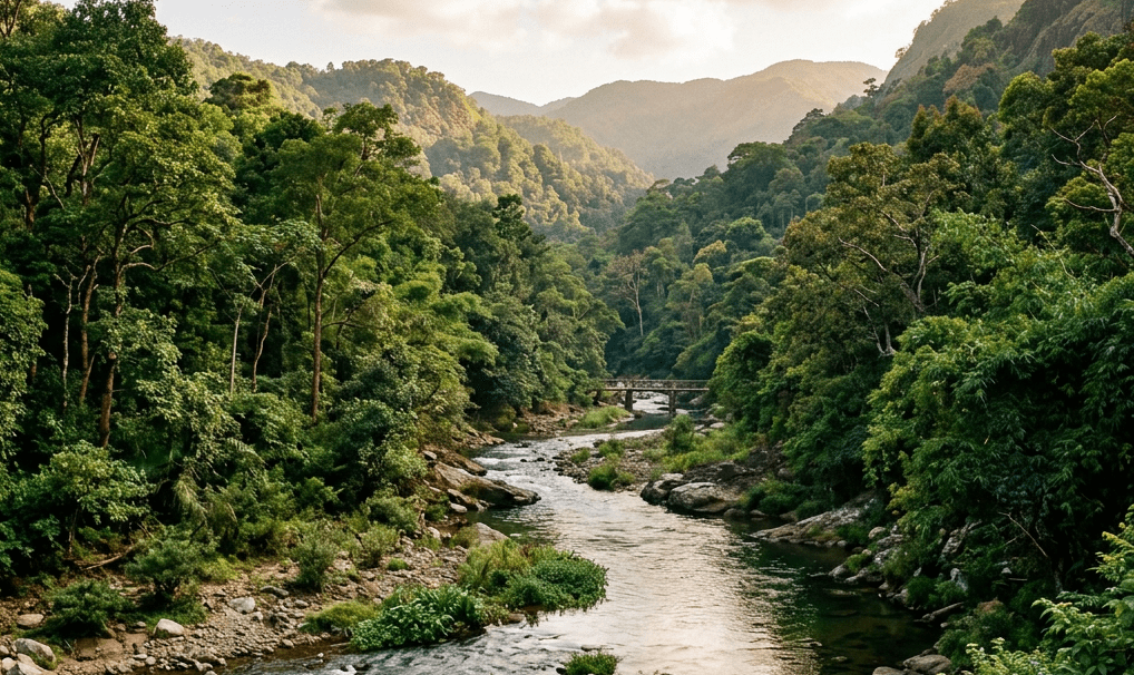 Indravati National Park on the Brink of Becoming Tigerless After Major Poaching&nbsp;Case