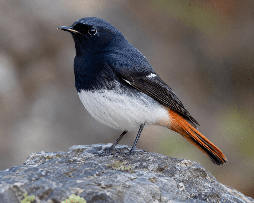 White-bellied Redstart Returns to Rakchham–Chitkul Sanctuary for&nbsp;Breeding