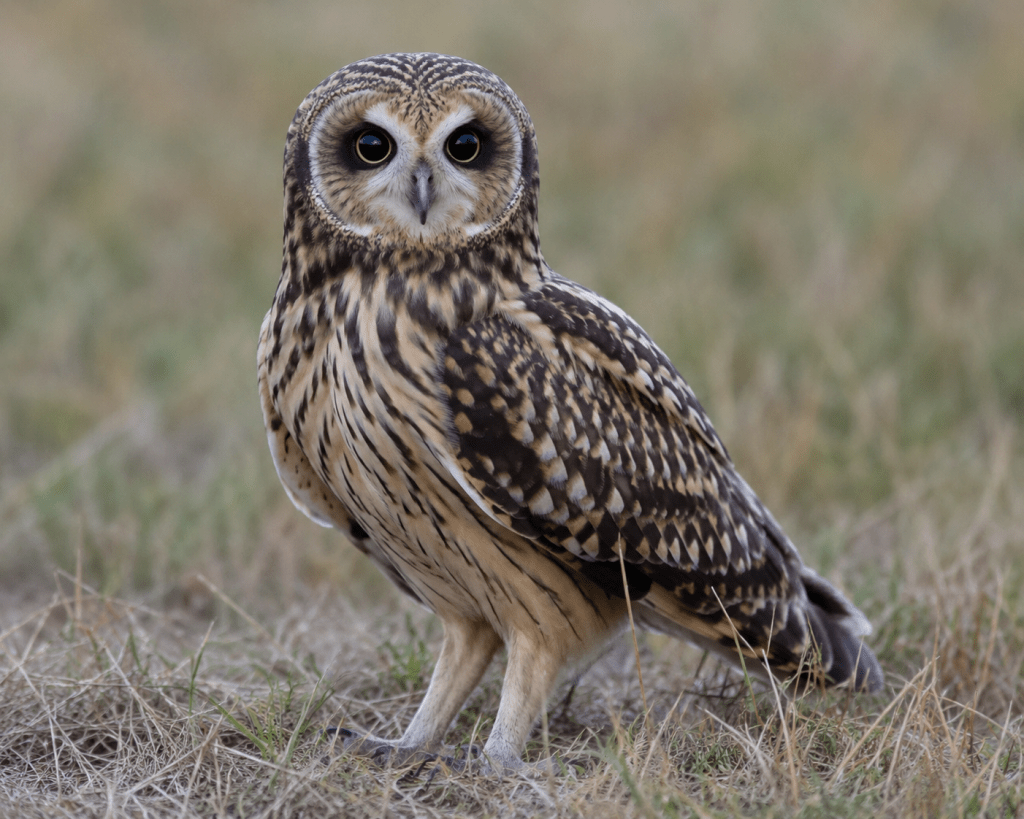 Rare Australian Grass Owl Spotted at Assam’s Maguri Motapung&nbsp;Beel