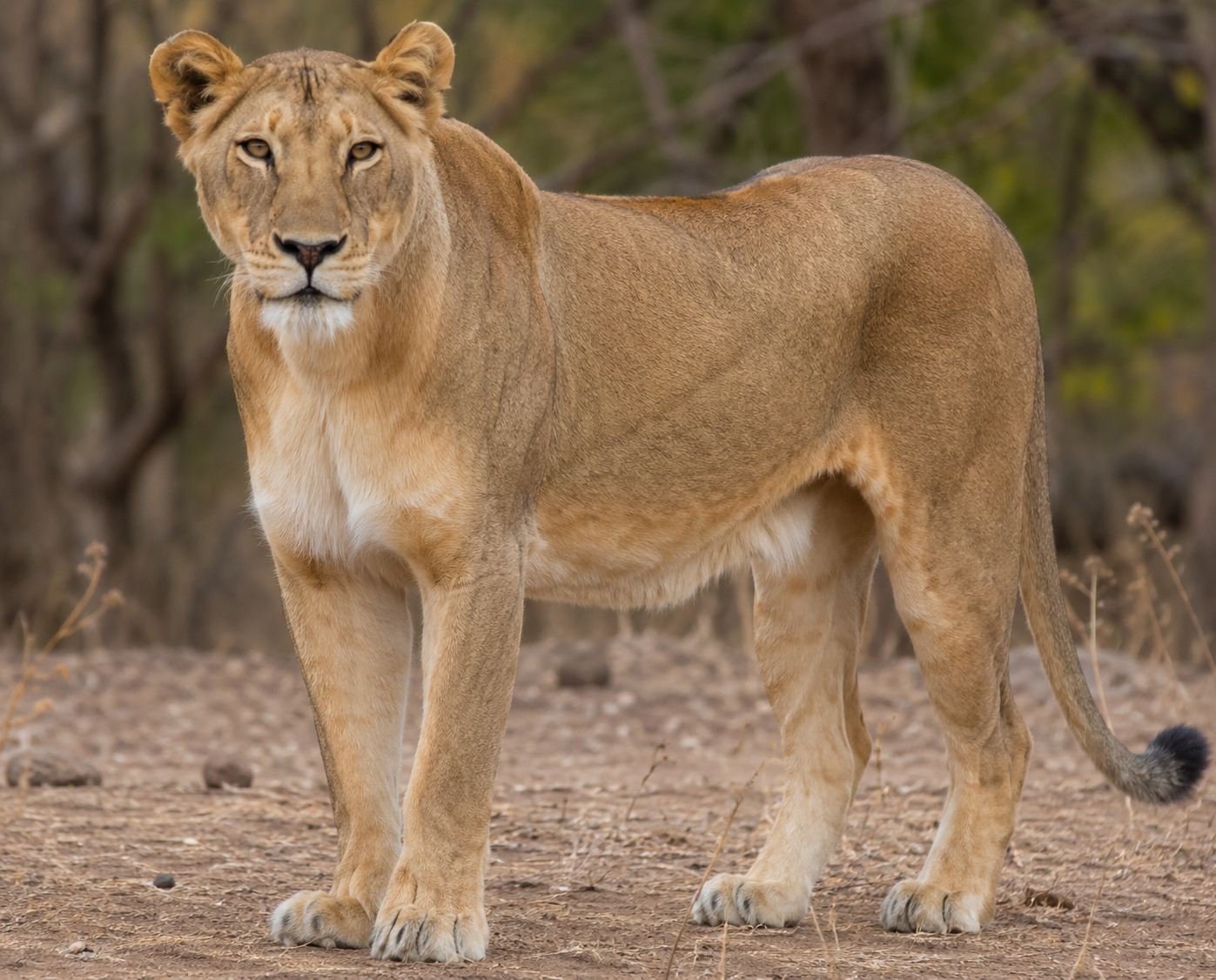 Lioness Found Dead Near Shetrunjay River in Gujarat’s Bhavnagar District