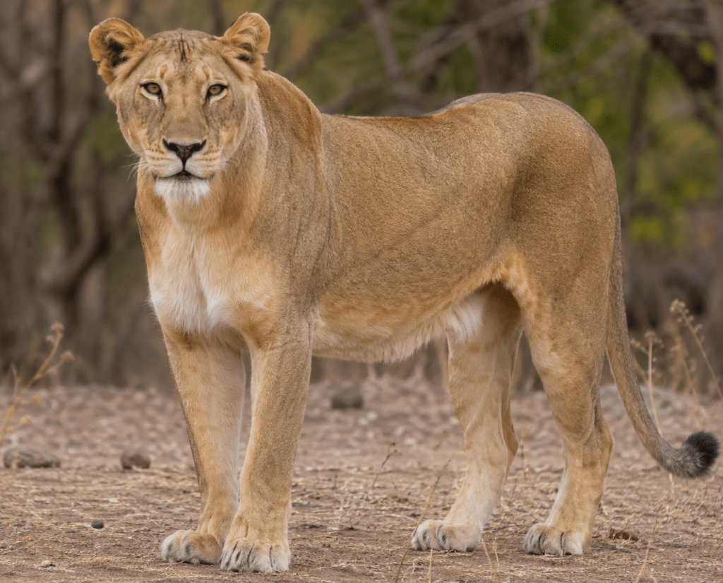 Lioness Found Dead Near Shetrunjay River in Gujarat’s Bhavnagar&nbsp;District