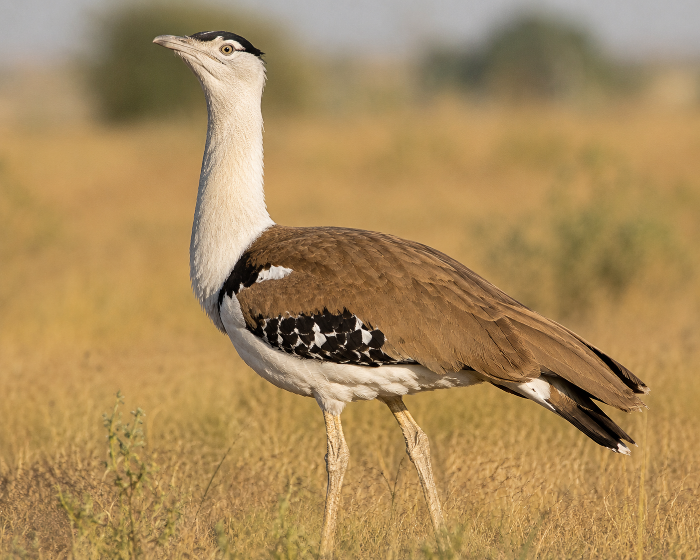 A Historic Flight to Freedom: Three Great Indian Bustard Chicks Enter the Wild