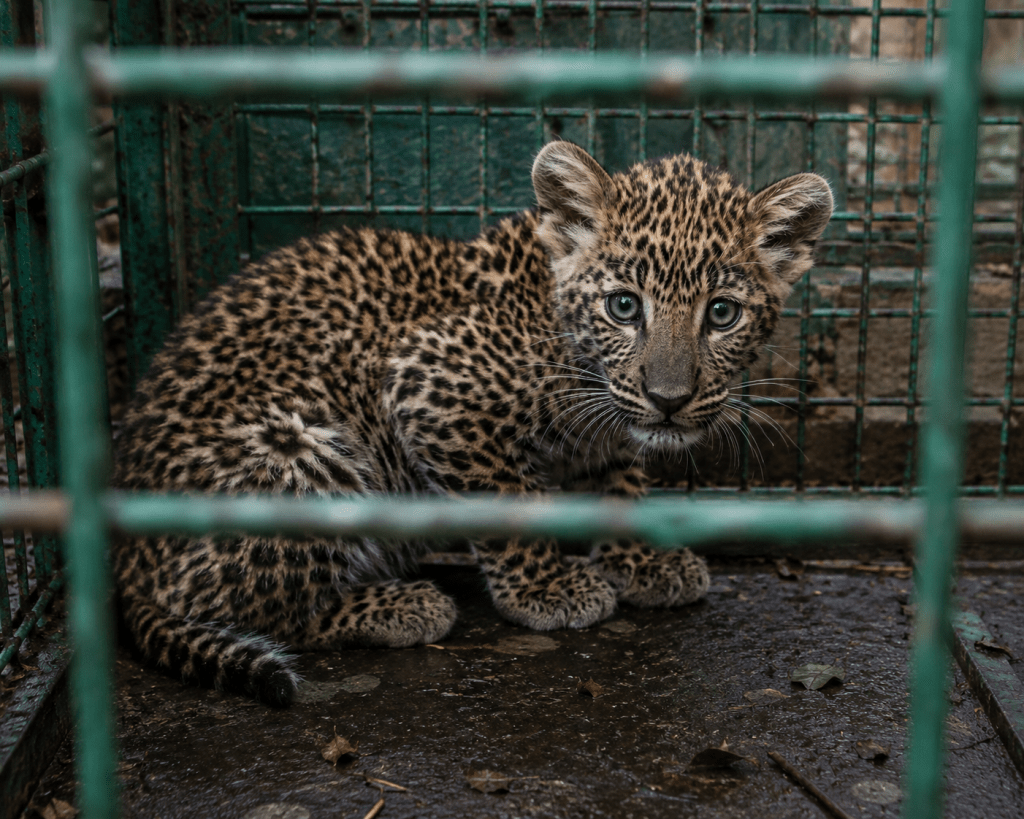 Leopard Cub Trapped Inside Daulatabad Fort; Rescue Team Attempts Reunion with&nbsp;Mother