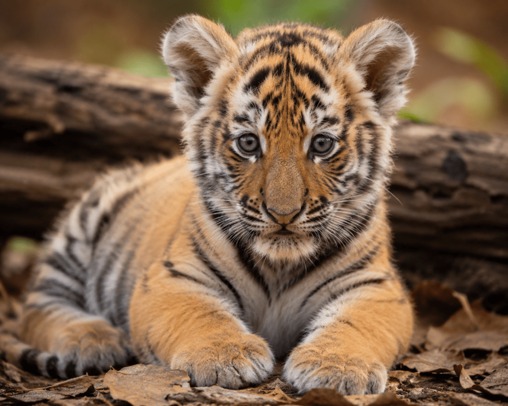 How Madhya Pradesh taught orphaned tiger cubs to survive—and thrive—in the wild&nbsp;🐅🌿🐾
