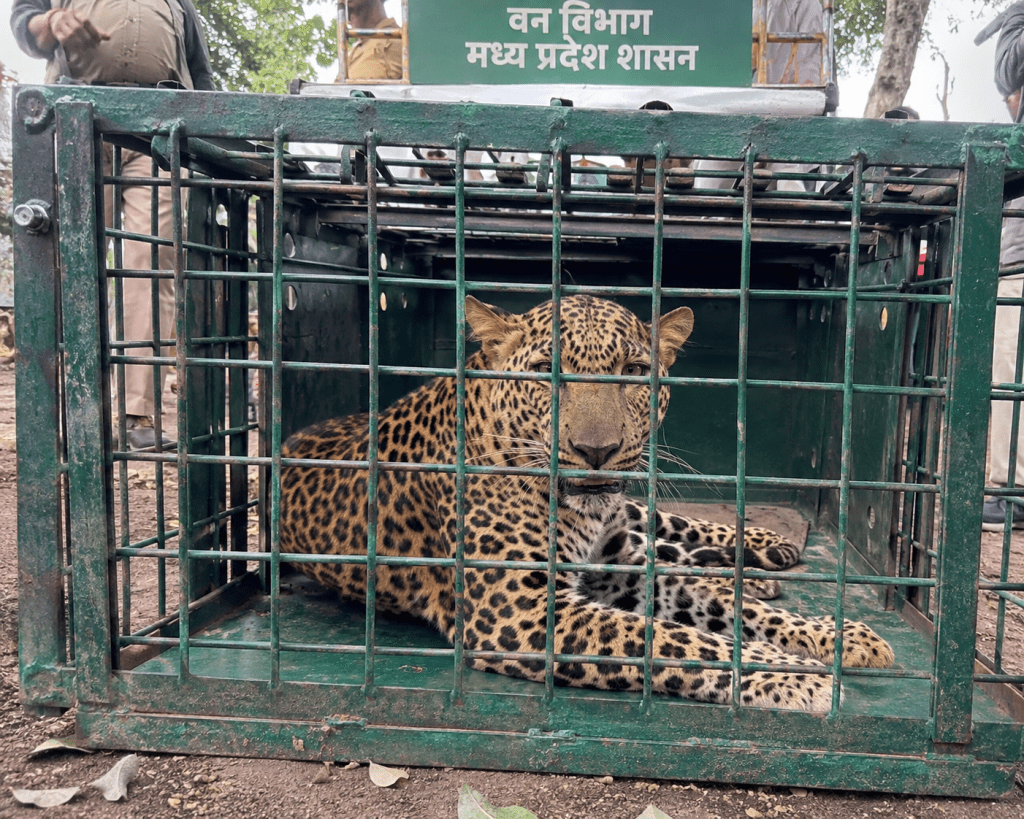 Leopard Captured After Four-Day Rescue Operation Brings Relief to Villages in Madhya&nbsp;Pradesh