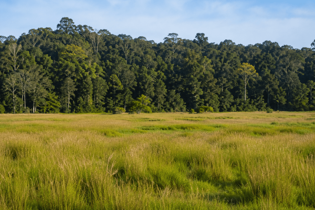 Manas Tiger Reserve Loses Over 43% of Grasslands to Invasive Plant&nbsp;Species