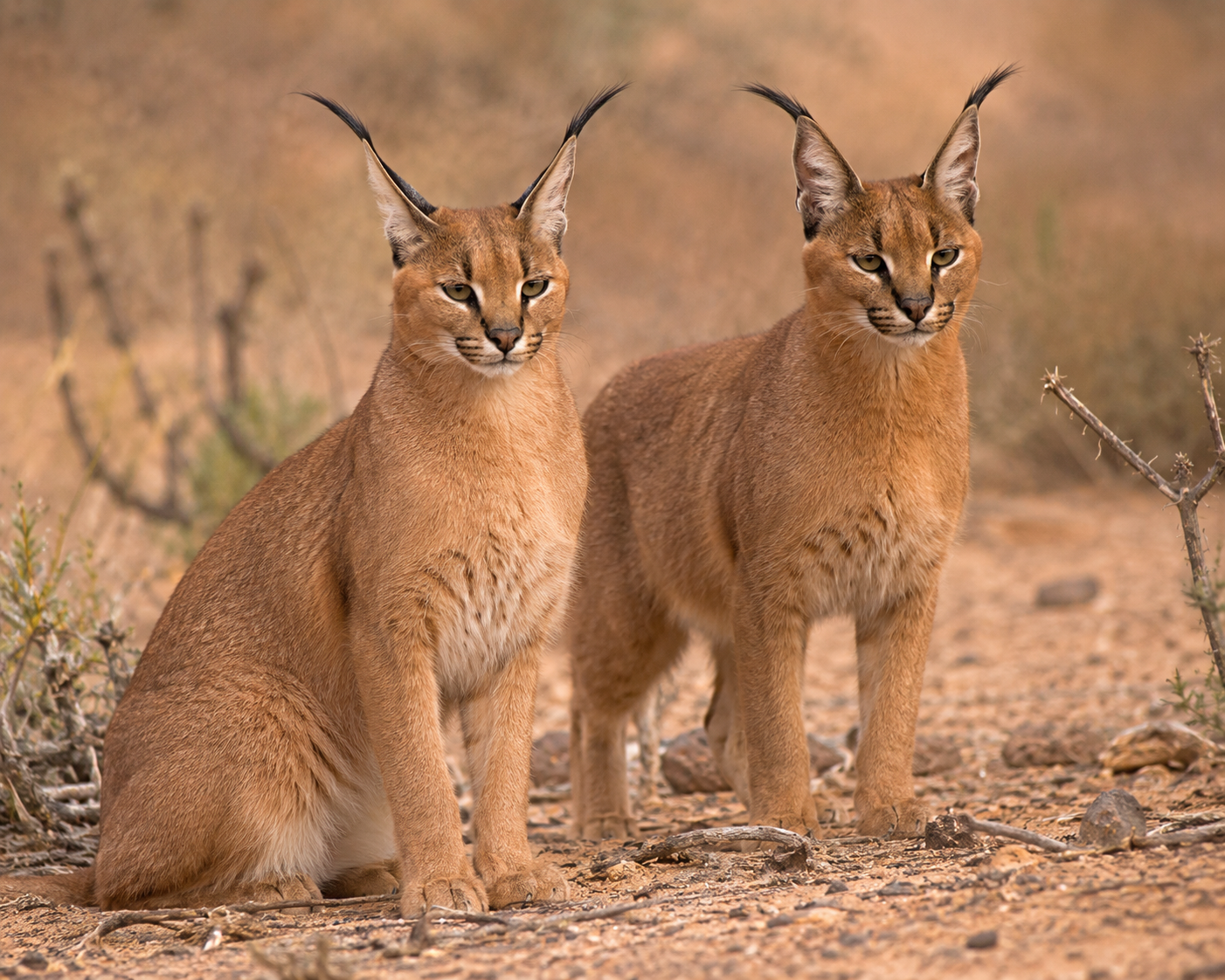 Rare Pair of Caracals Spotted in Rajasthan, Raising Hope for Species Recovery
