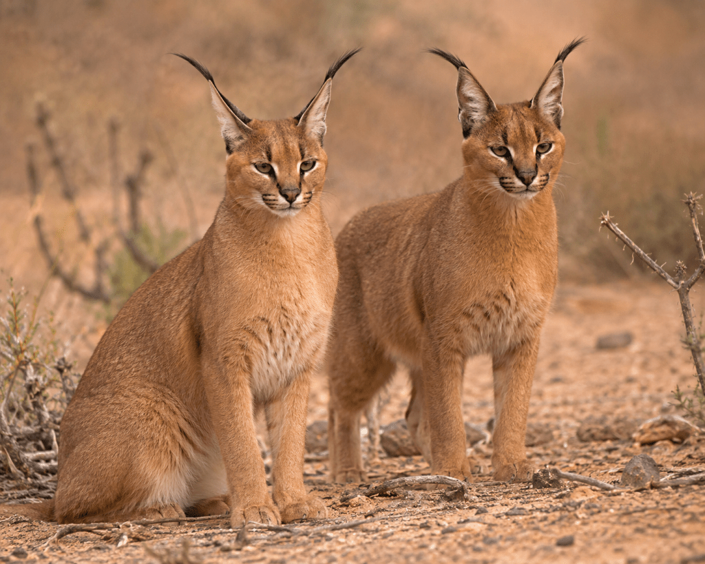 Rare Pair of Caracals Spotted in Rajasthan, Raising Hope for Species&nbsp;Recovery
