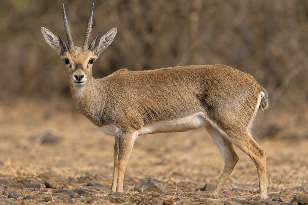 Rare Four-Horned Antelope Spotted on Pune Hills After More Than 20&nbsp;Years