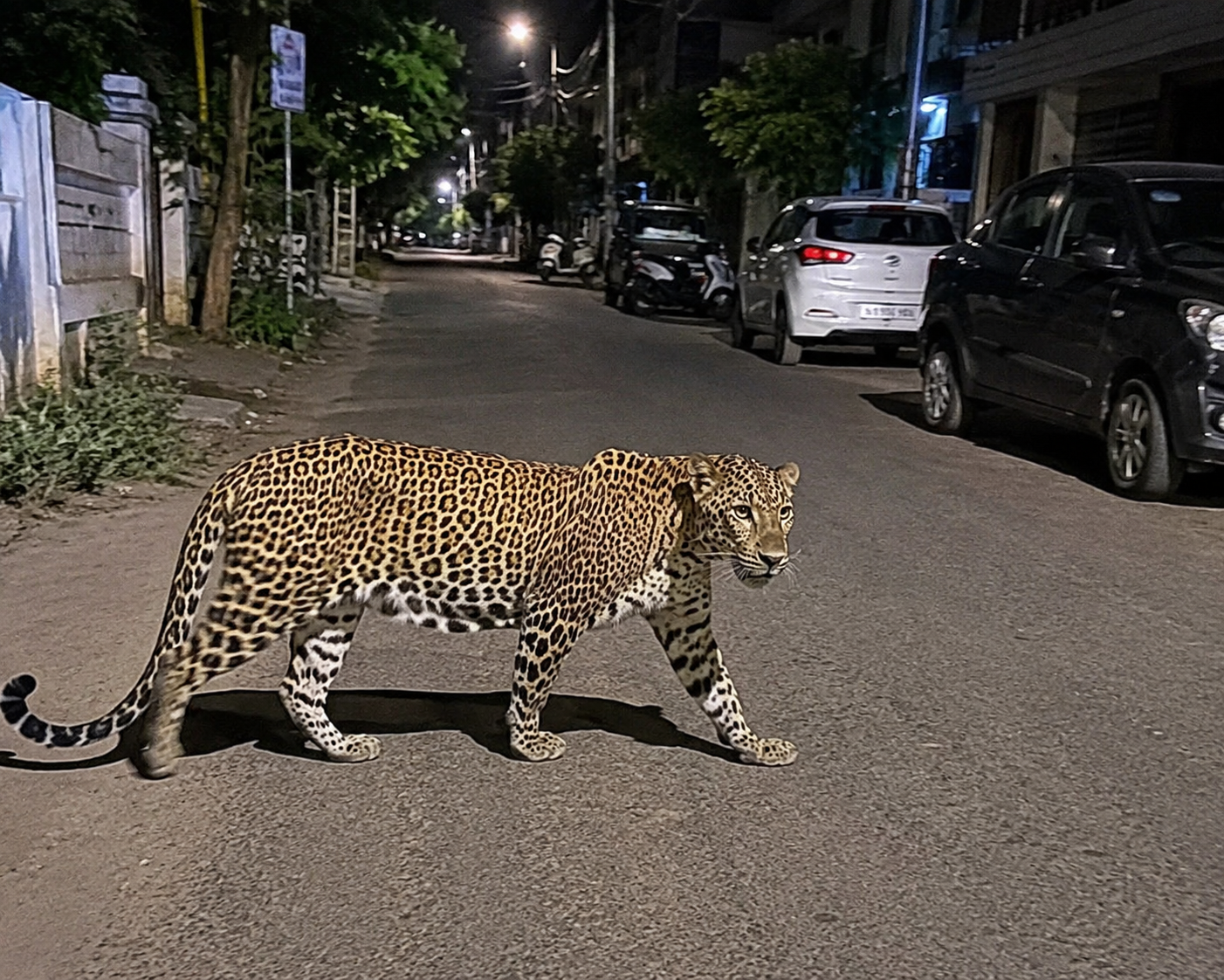 Leopard Sighting Triggers Panic in Tirupati