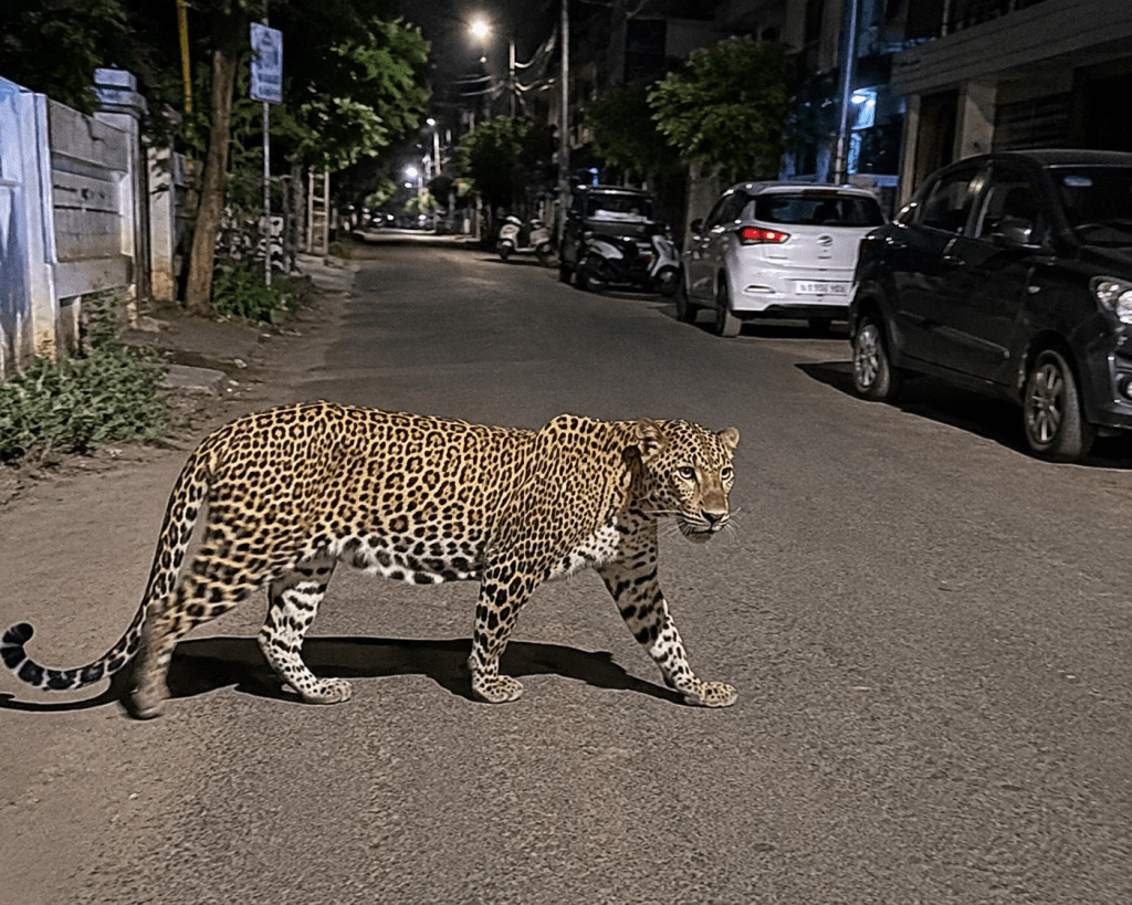 Leopard Sighting Triggers Panic in&nbsp;Tirupati