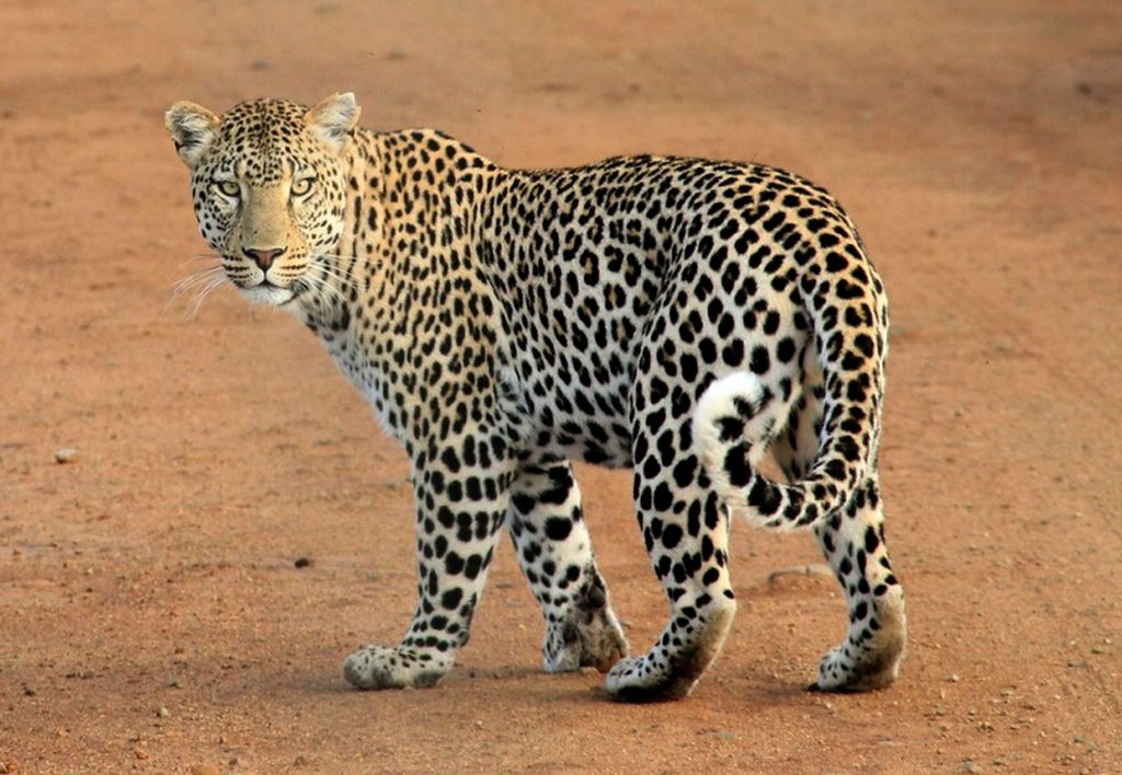 Leopard Triggers Five Hours of Panic in Rajasthan Town, Three Injured Before&nbsp;Rescue
