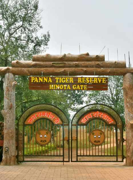 Tiger Found Dead in Panna Tiger Reserve, Madhya Pradesh’s Tiger Death Toll Reaches&nbsp;45