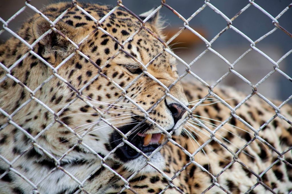 The wildlife operation in Ompora has concluded successfully with the capture of three&nbsp;leopards.