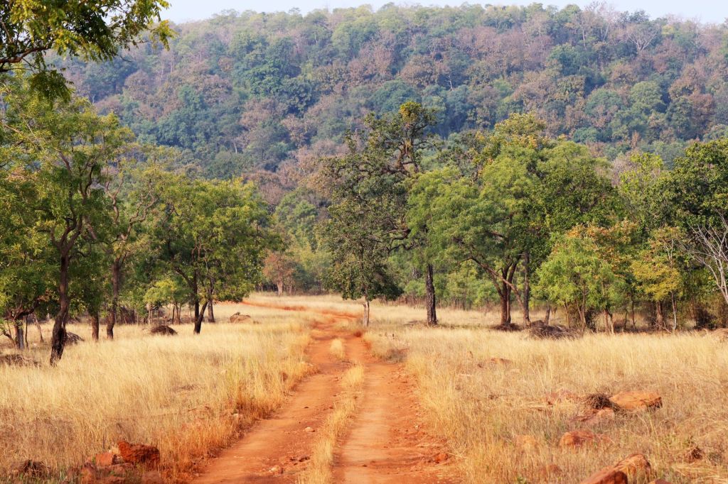 Tigress Zeenat Ushers in New Hope for North Similipal’s Tiger&nbsp;Revival