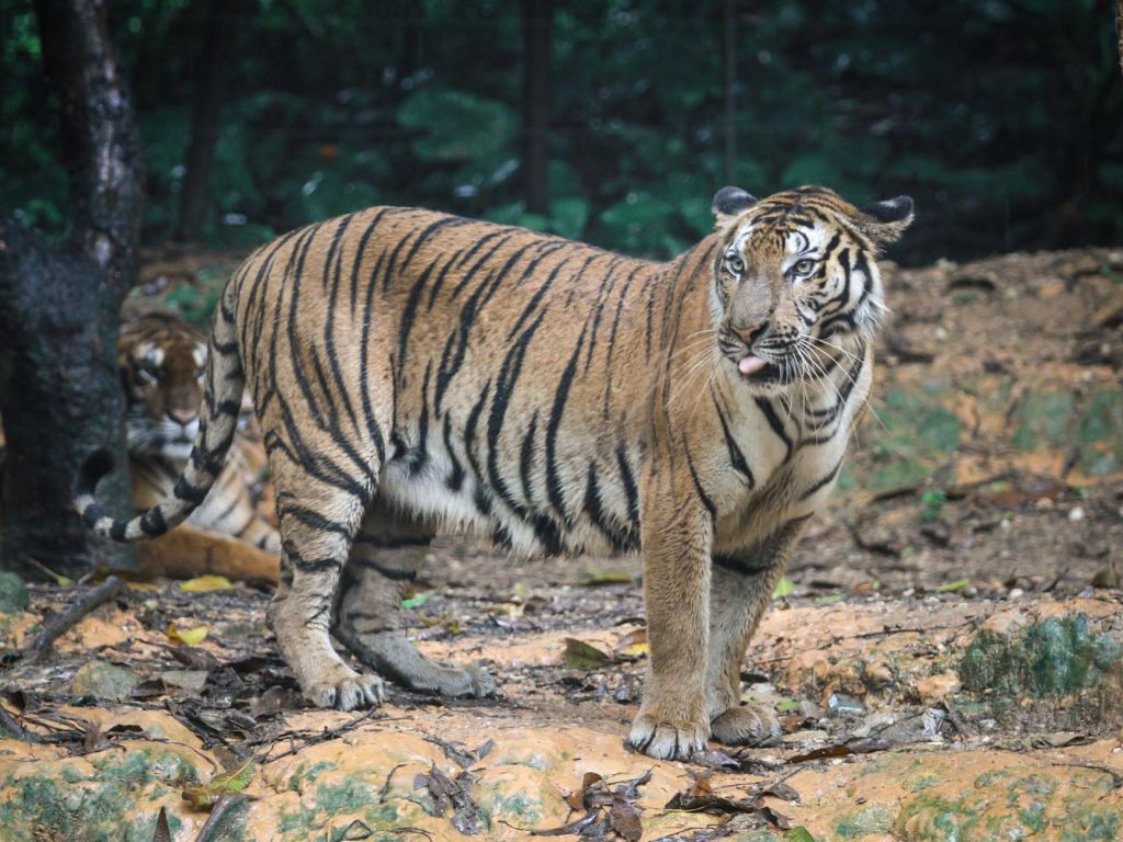 Rehabilitated Tiger Successfully Adapts to the Wild in&nbsp;Rajasthan