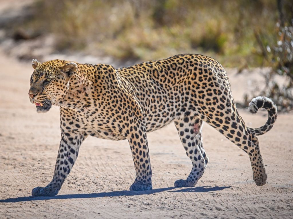 Fear Deepens in Maharashtra’s Shirur as Leopard Claims Fifth Child Victim in Two&nbsp;Years