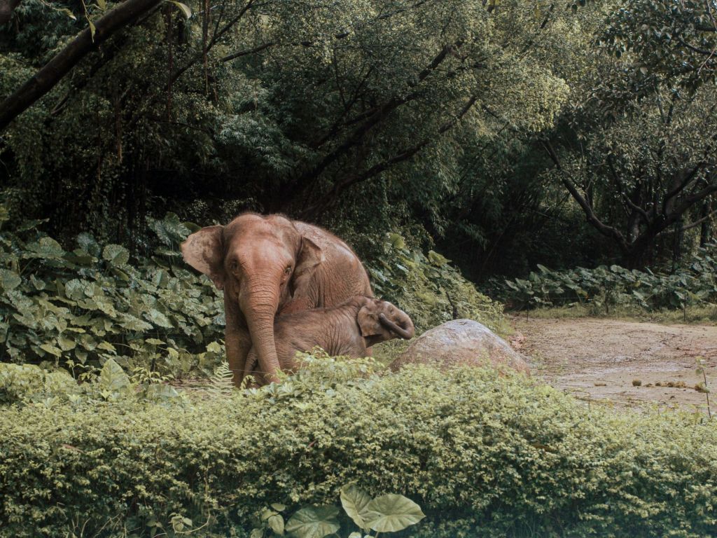 Flood-Displaced Elephant Kills Woman Near Dibru-Saikhowa in&nbsp;Assam