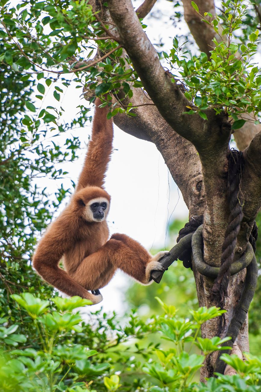 Orphaned Baby Hoolock Gibbon Gets a Second Chance in&nbsp;Assam