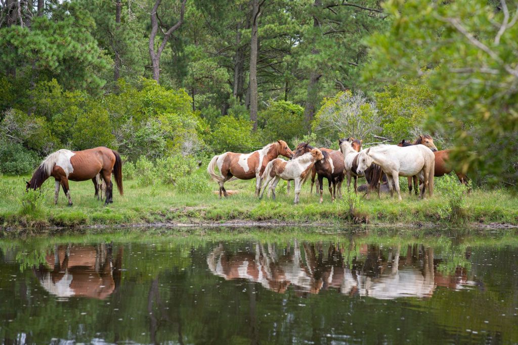 Floods Force Assam’s Feral Horses Into Dibrugarh, Forest Department Relocates Them to Brahmaputra&nbsp;Sandbar