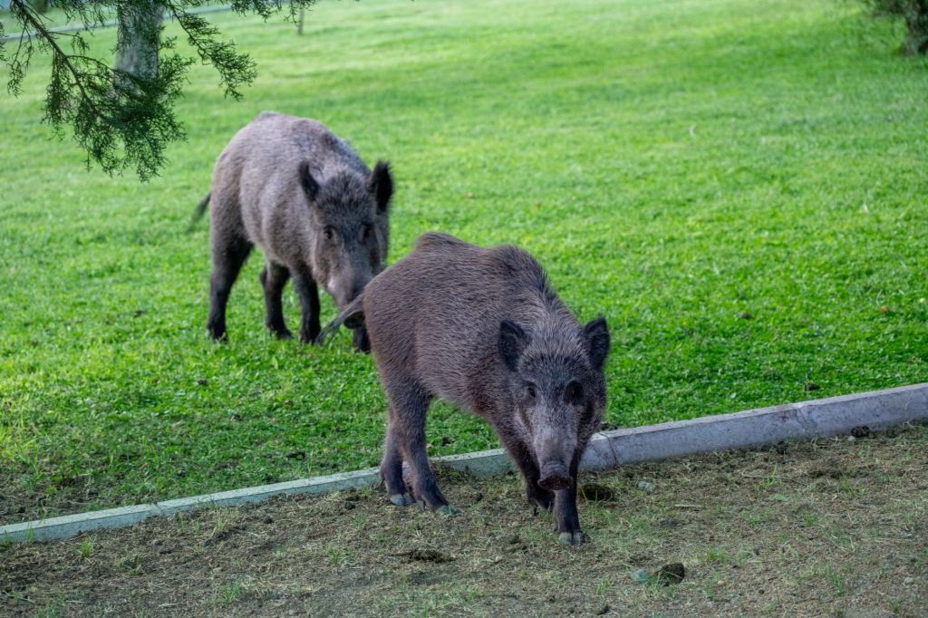 Wild Boar Menace Ravages Sugarcane and Other Crops in Maharashtra’s Panhala