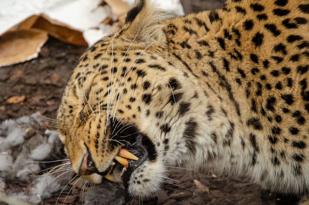 Leopard Killed in Snare Trap: Rajasthan Forest Department Uncovers Suspected Poaching&nbsp;Network