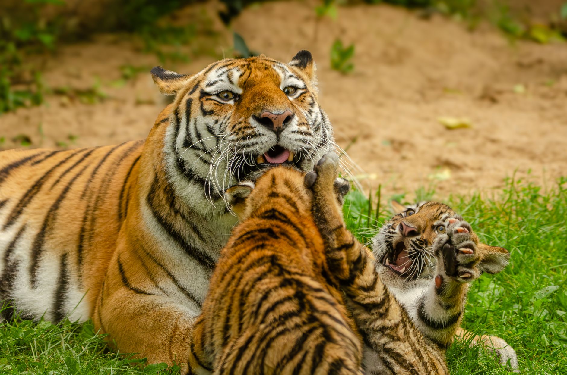 Similipal Tiger Population Rises to 35, Reflecting Conservation Success
