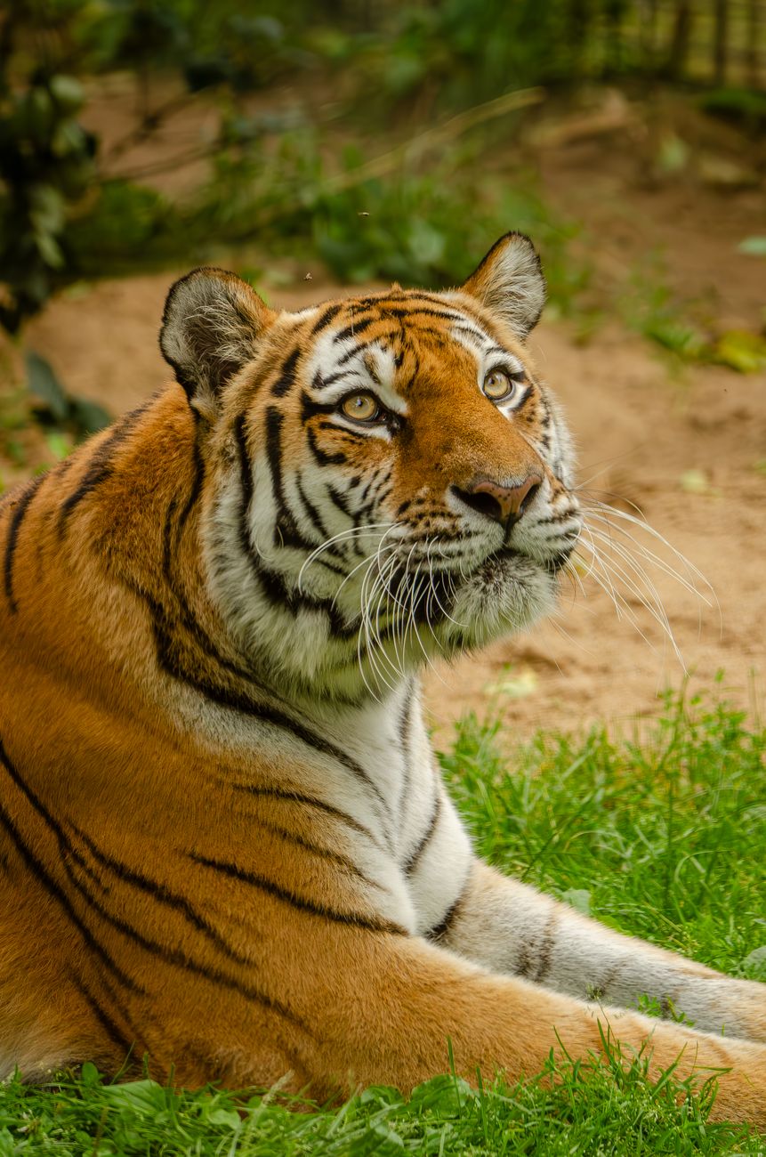 Male Tiger Found Dead Near Bhadra Tiger Reserve; Territorial Fight&nbsp;Suspected