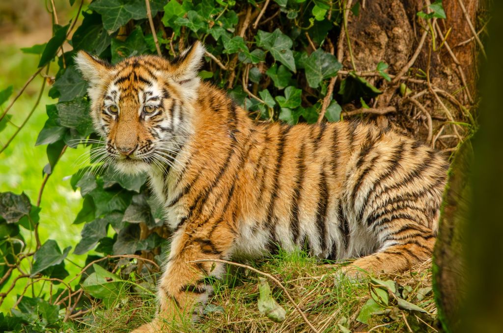 Tiger Cub Found Dead Near Bandhavgarh, Madhya Pradesh’s Tiger Death Toll Rises to&nbsp;44