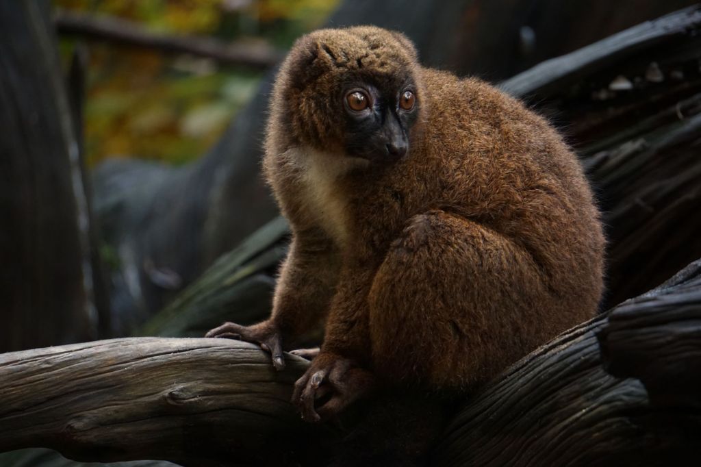 Activists Renew Demand for Slender Loris Sanctuary as Deaths Mount in Tamil&nbsp;Nadu