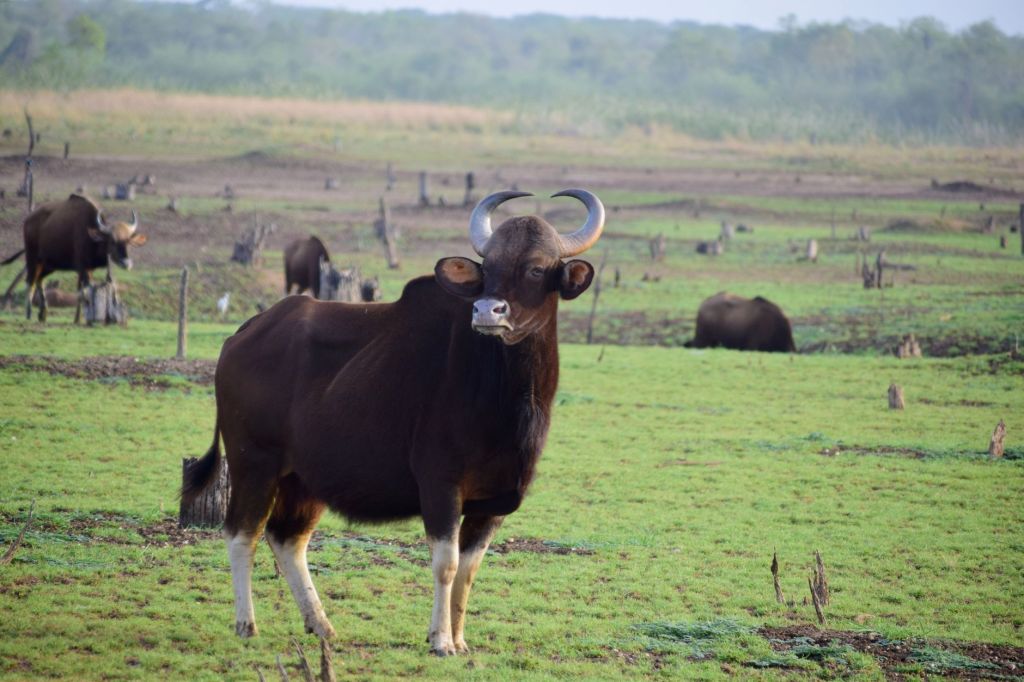 Second Wild Gaur Fatality in 15 Days Raises Alarm in Karnataka’s Chikkamagaluru