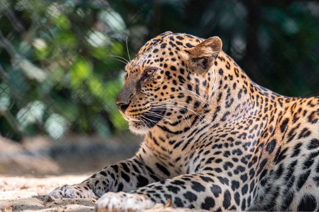 Leopard Lifts Sleeping Child, Kills Five-Year-Old Girl in Maharashtra’s Shirur