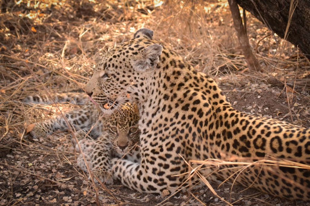 Mother Leopard Reunites with Cubs Under Forest Department’s Careful Watch in&nbsp;Bagdogra