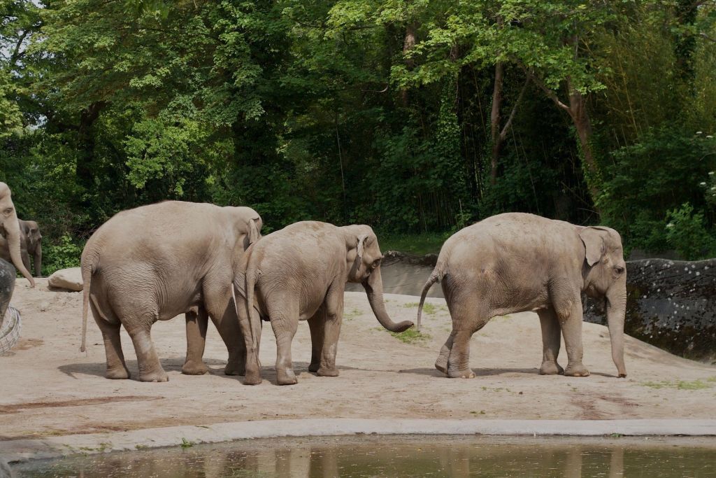 Uttarakhand to Radio-Collar Elephants Ahead of Haridwar Kumbh&nbsp;2027