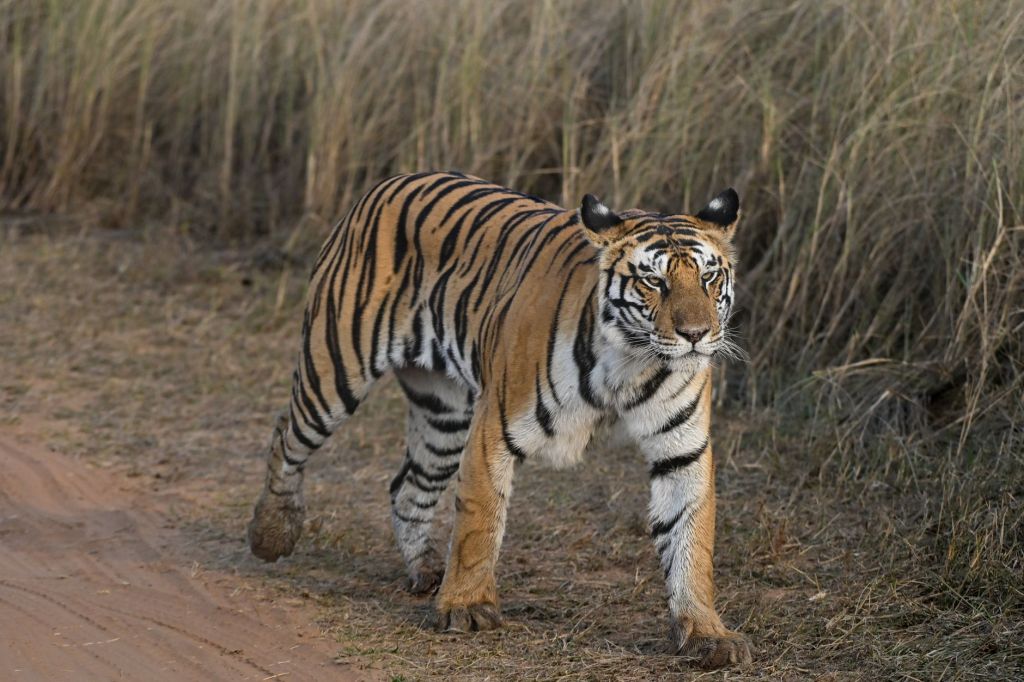 Sub-adult Tiger Dies During Recapture Operation in Tadoba Buffer,&nbsp;Chandrapur