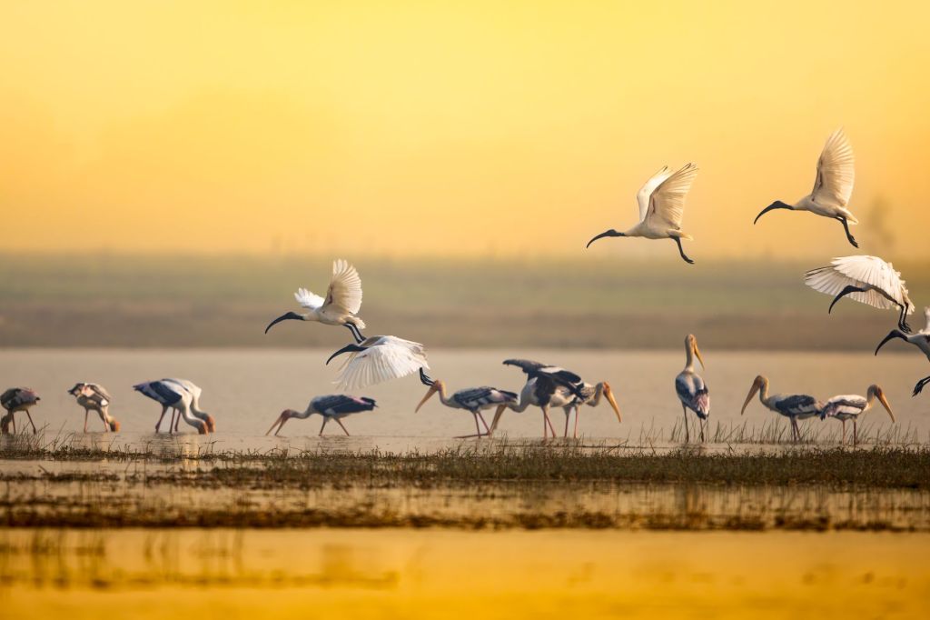 Kondakarla Ava Set to Become Andhra Pradesh’s First Conservation&nbsp;Reserve