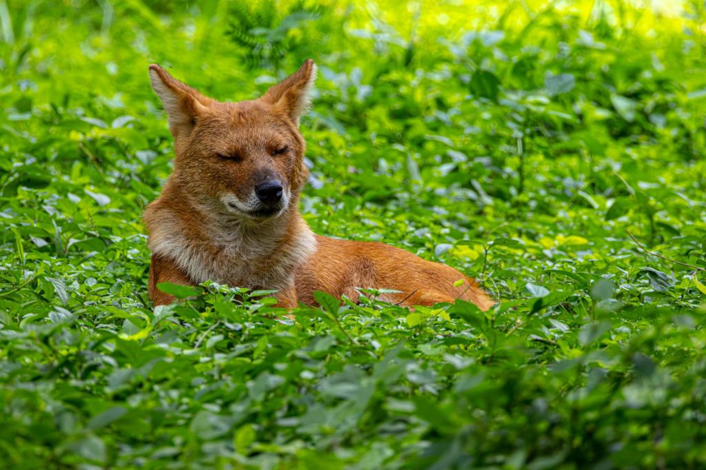 Endangered Asiatic Wild Dog Recorded for the First Time in Manipur’s Shirui&nbsp;Forests
