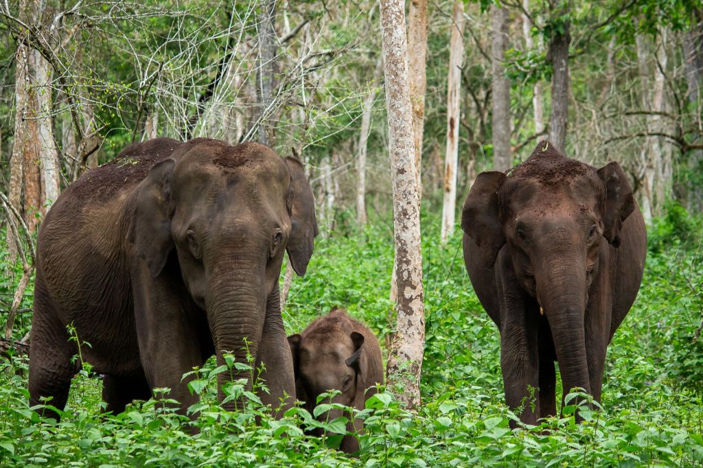 Wild Elephants Damage Rubber Plantation in Nagaland’s Lakhuti&nbsp;Village