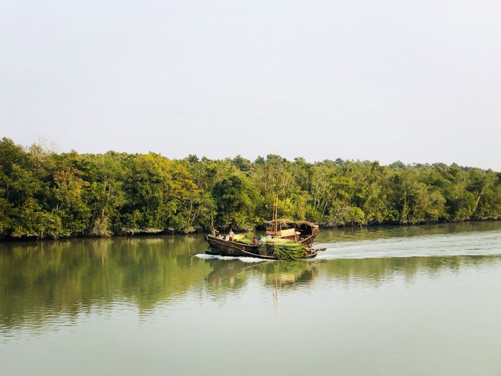 Tiger attacks killed over 30 people in Sundarbans Tiger Reserve in five years:&nbsp;Government