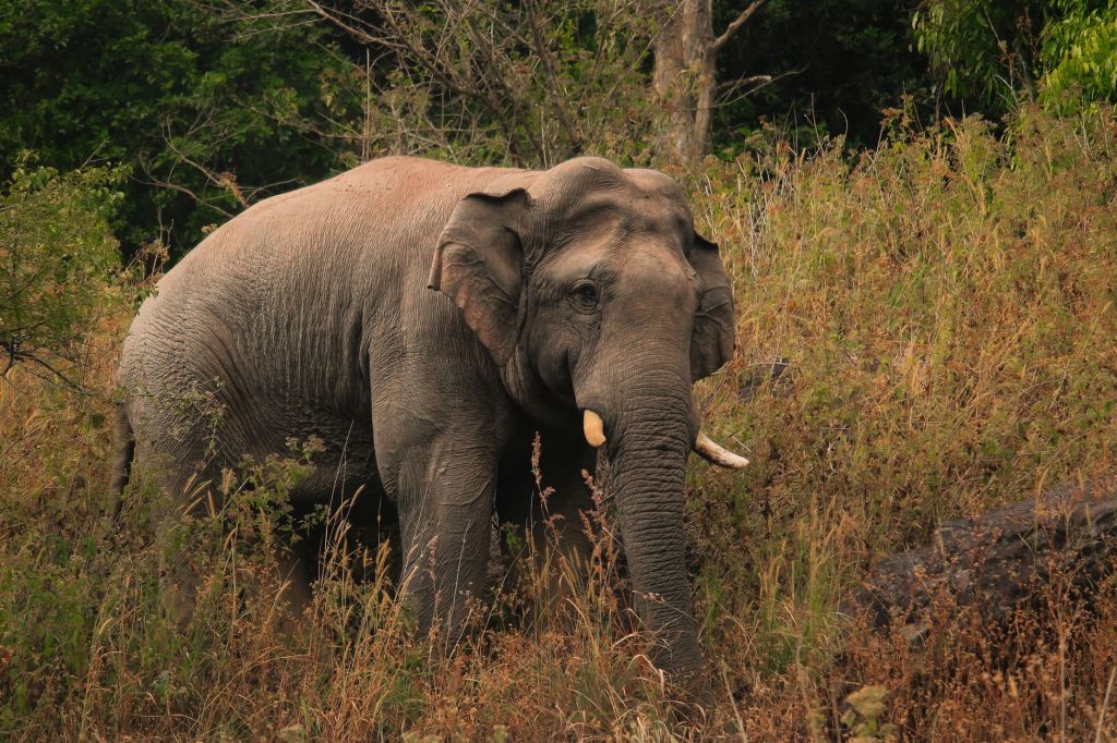 Wild Elephant Captured After Days of Crop Raids in&nbsp;Karnataka