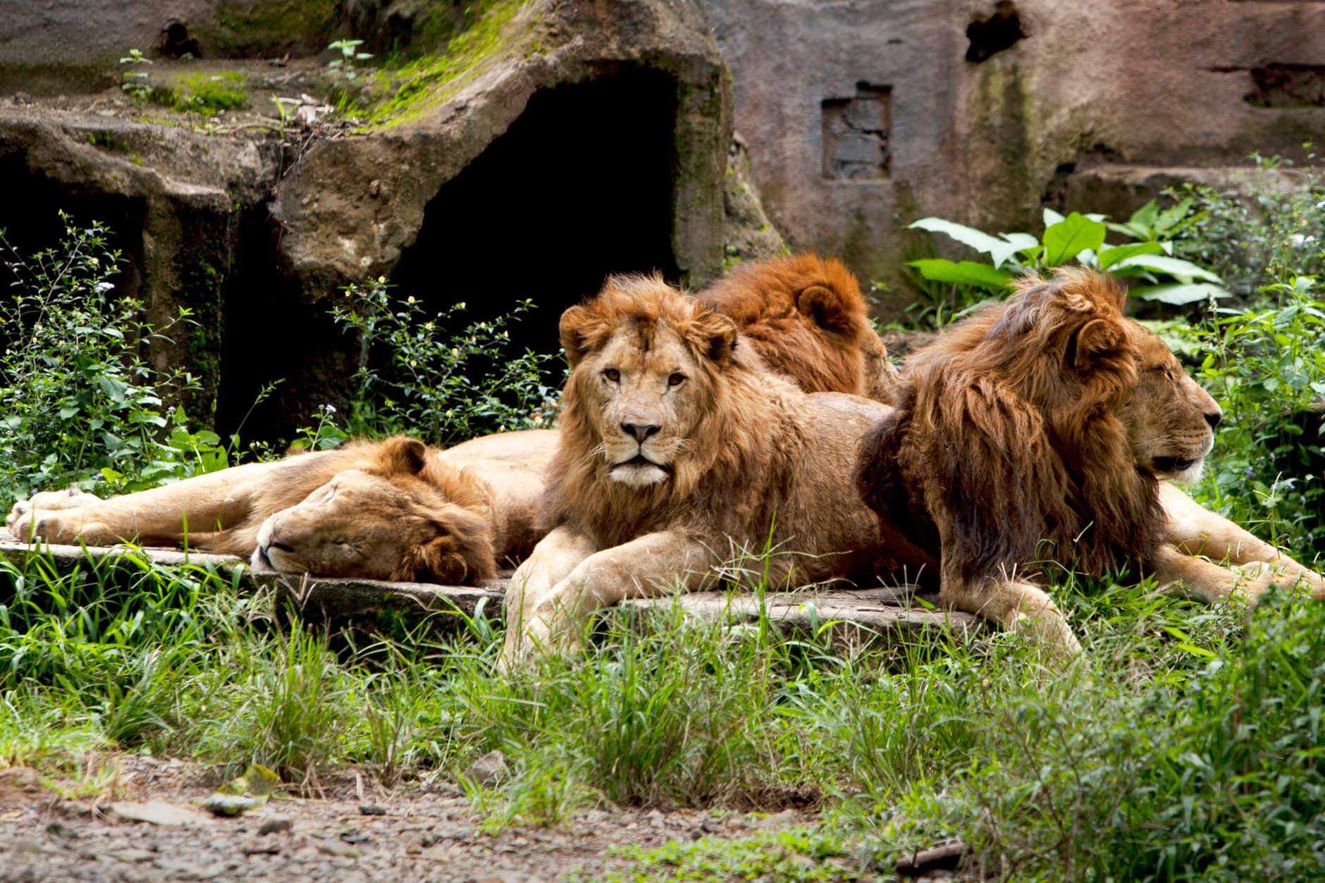 Gujarat’s Lion Paradox: Conservation Success Creates a New Challenge