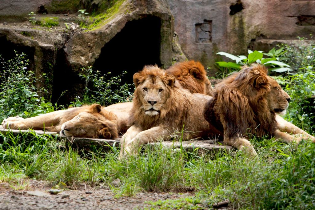 Gujarat’s Lion Paradox: Conservation Success Creates a New&nbsp;Challenge