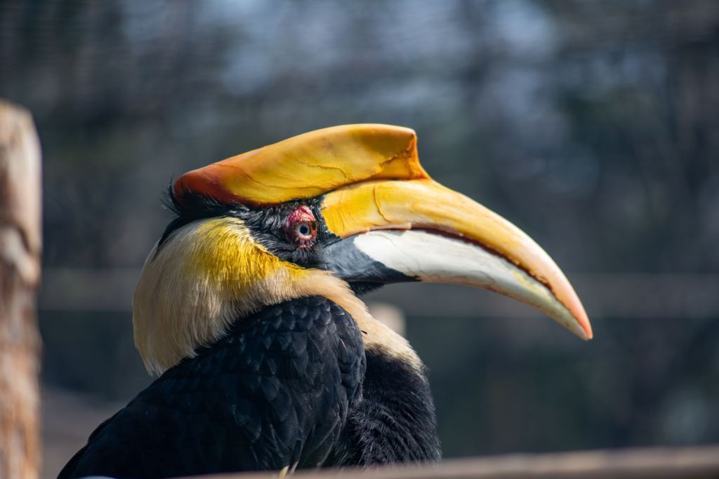 Assam Villager Creates Safe Haven for Endangered&nbsp;Hornbills