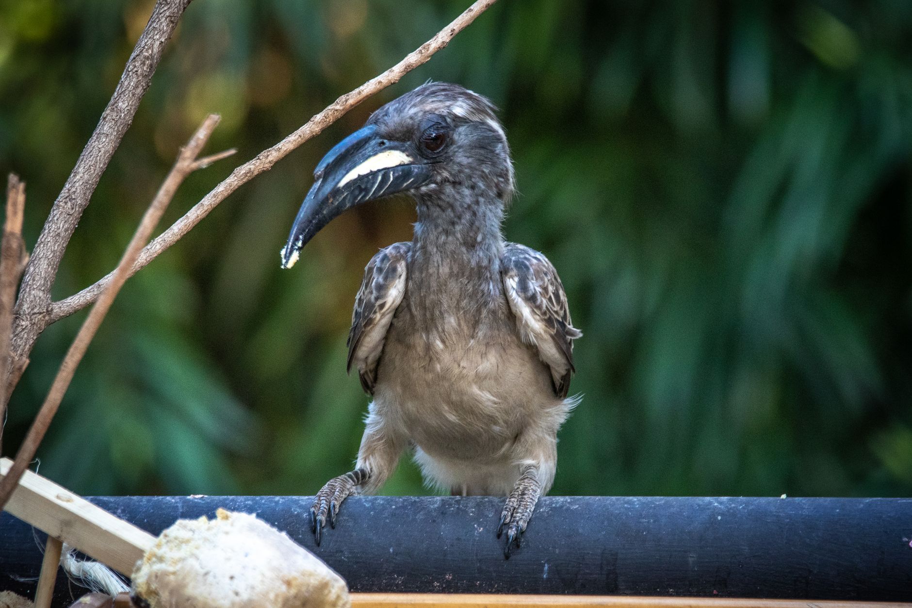 Grey Hornbills Successfully Re-established in Gir Forest After Six Decades
