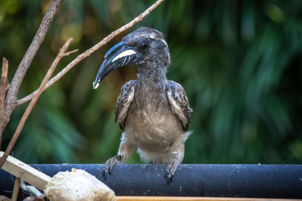 Grey Hornbills Successfully Re-established in Gir Forest After Six&nbsp;Decades