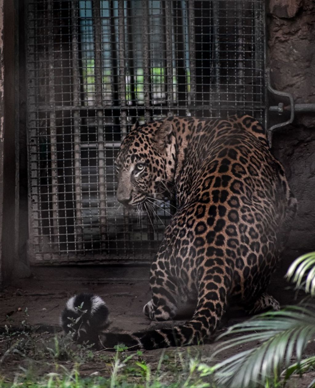 Leopard That Killed 88-Year-Old Man Captured in Uttar Pradesh’s&nbsp;Katarniaghat