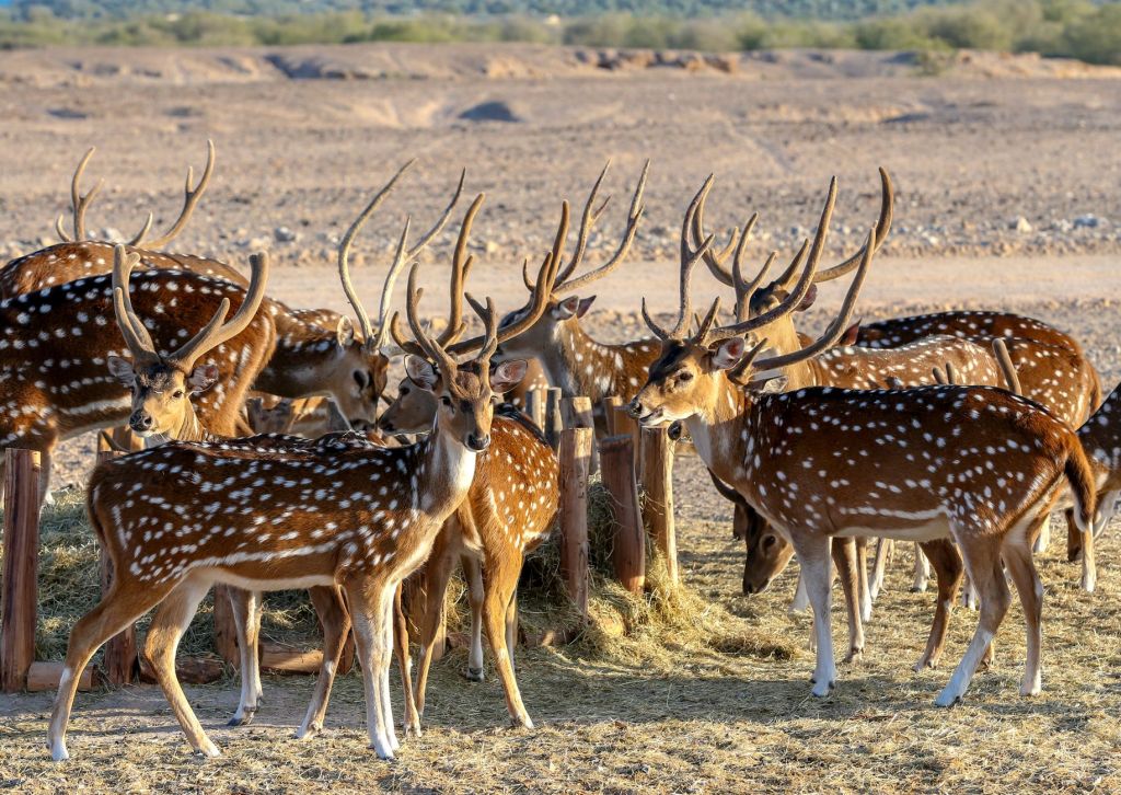 50 Spotted Deer Released in Surat Forests to Strengthen Ecosystem&nbsp;🦌🌳🏞️