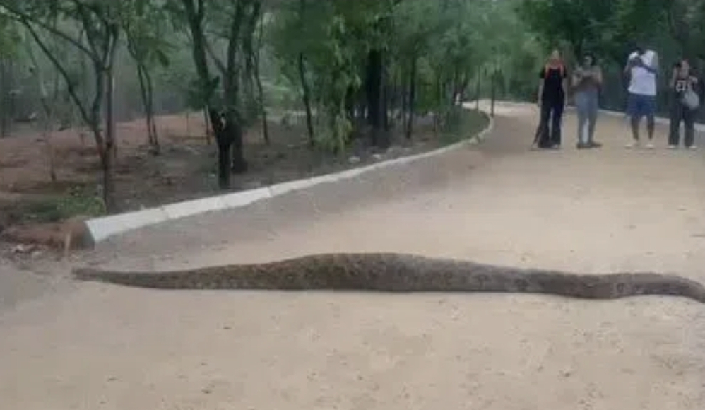 8-Foot Python Spotted at Hyderabad’s KBR Park, Video Goes&nbsp;Viral