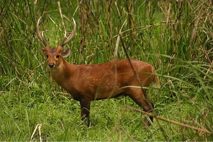 Hog Deer Now Outnumber Endangered Sangai in Manipur’s Floating National Park