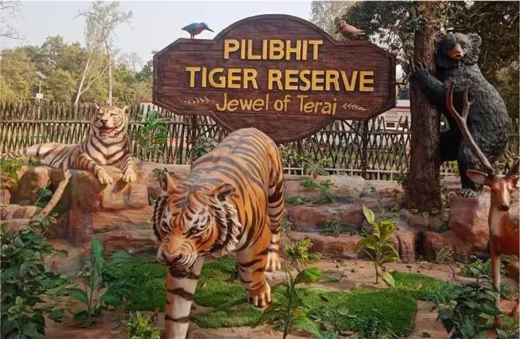 Injured Tigress Dies Despite Intensive Treatment in Pilibhit Tiger&nbsp;Reserve